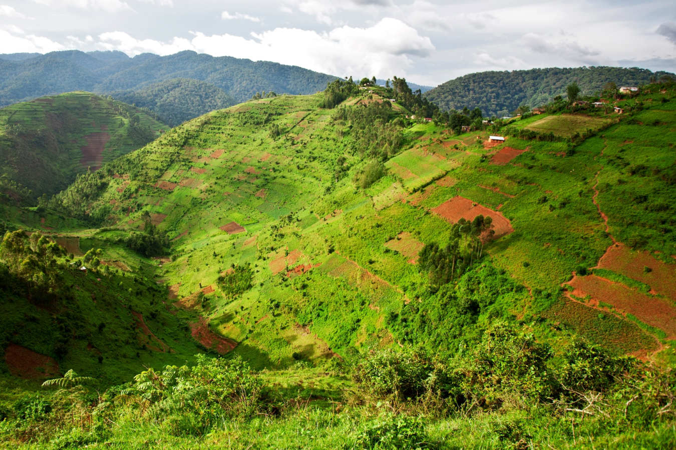 Bwindi Impenetrable Forest  - The Wonders of Western Uganda