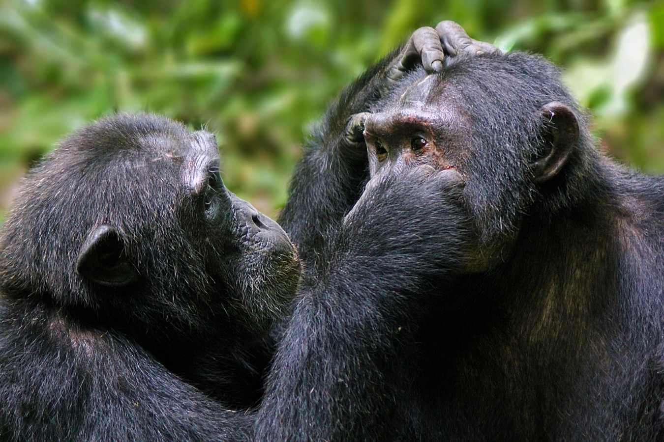 Grooming chimpanzee  - The Wonders of Western Uganda