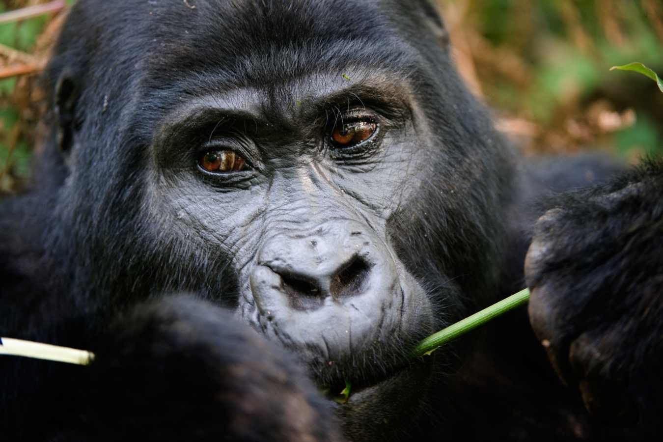 Gorilla - Ultimate Uganda