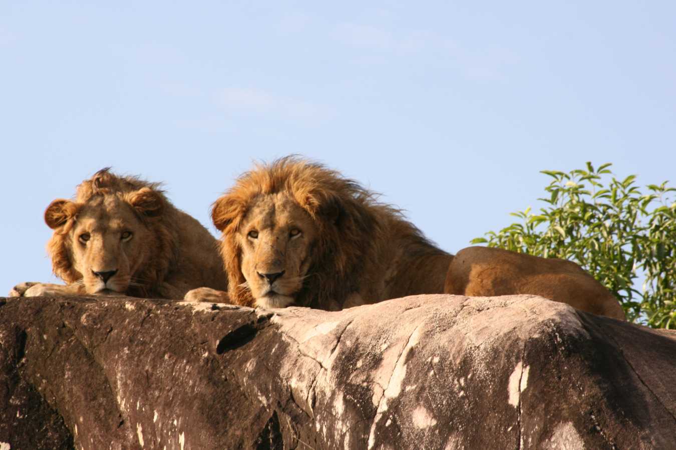 Lions - Ultimate Uganda