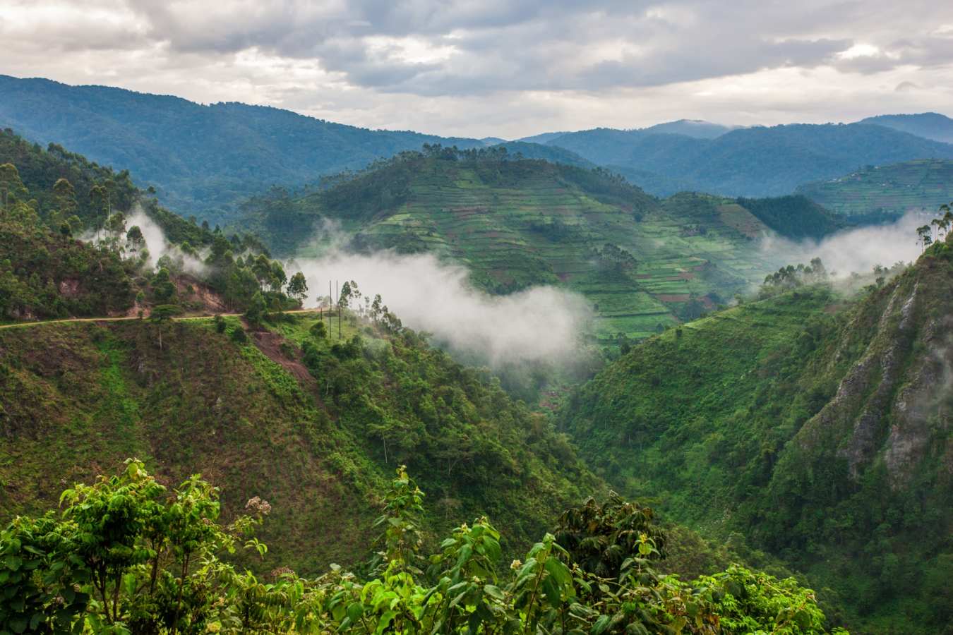 Bwindi - Ultimate Uganda