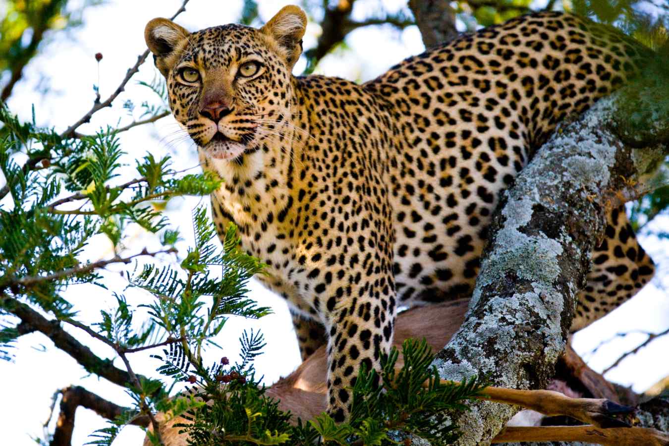 leopard in Mara -