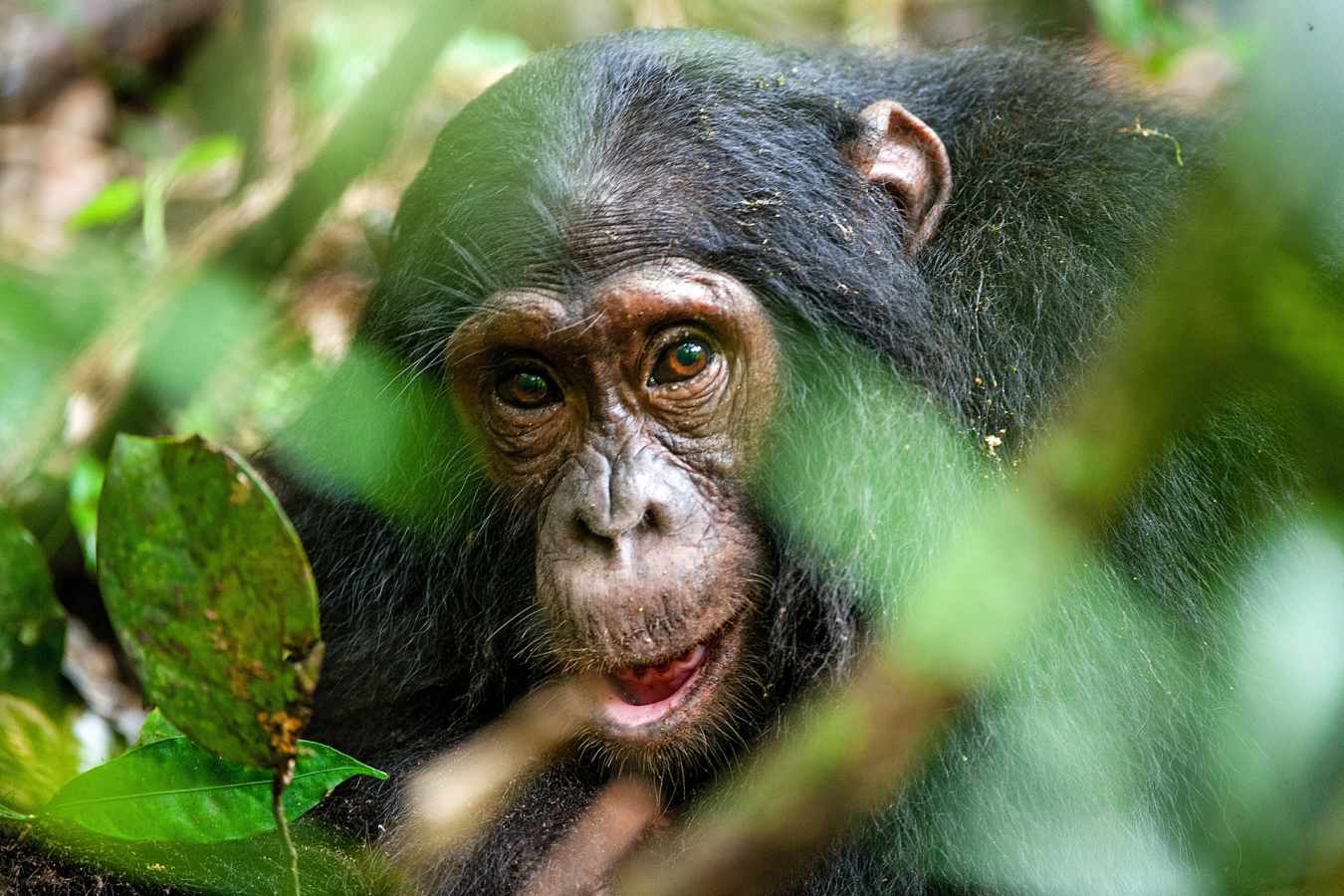 Chimpanzee