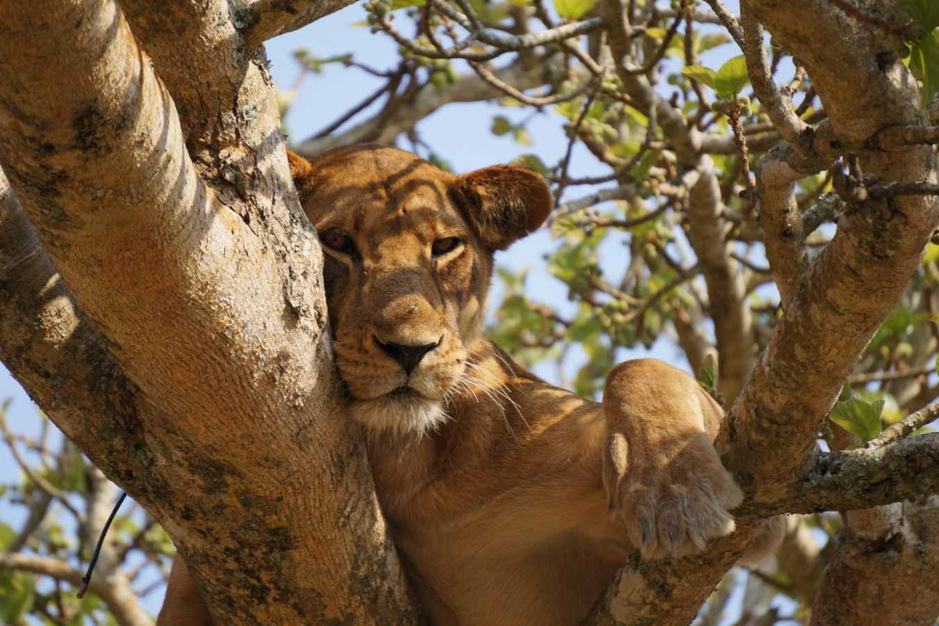 Tree climbing lion