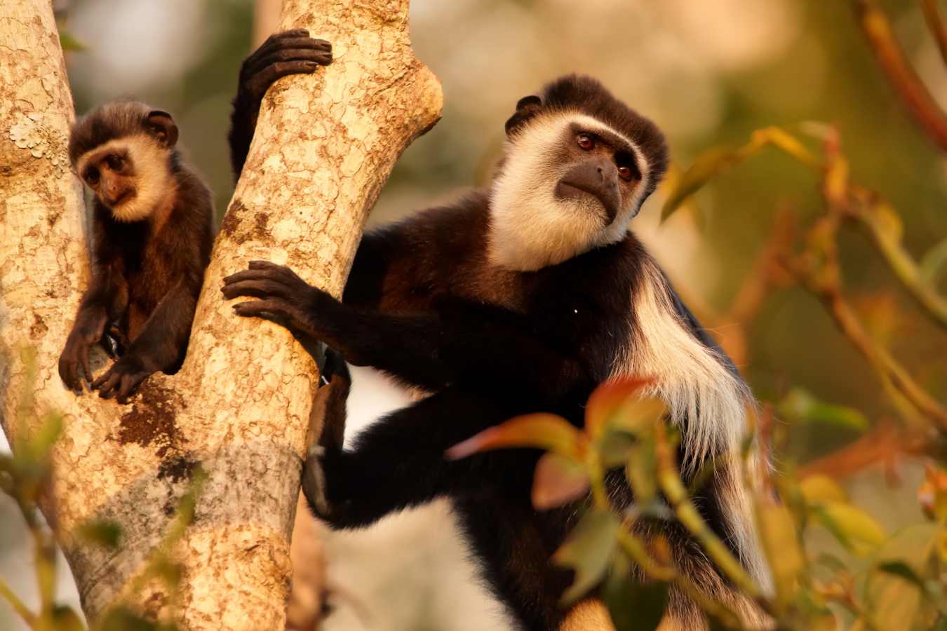 Black and white colobus