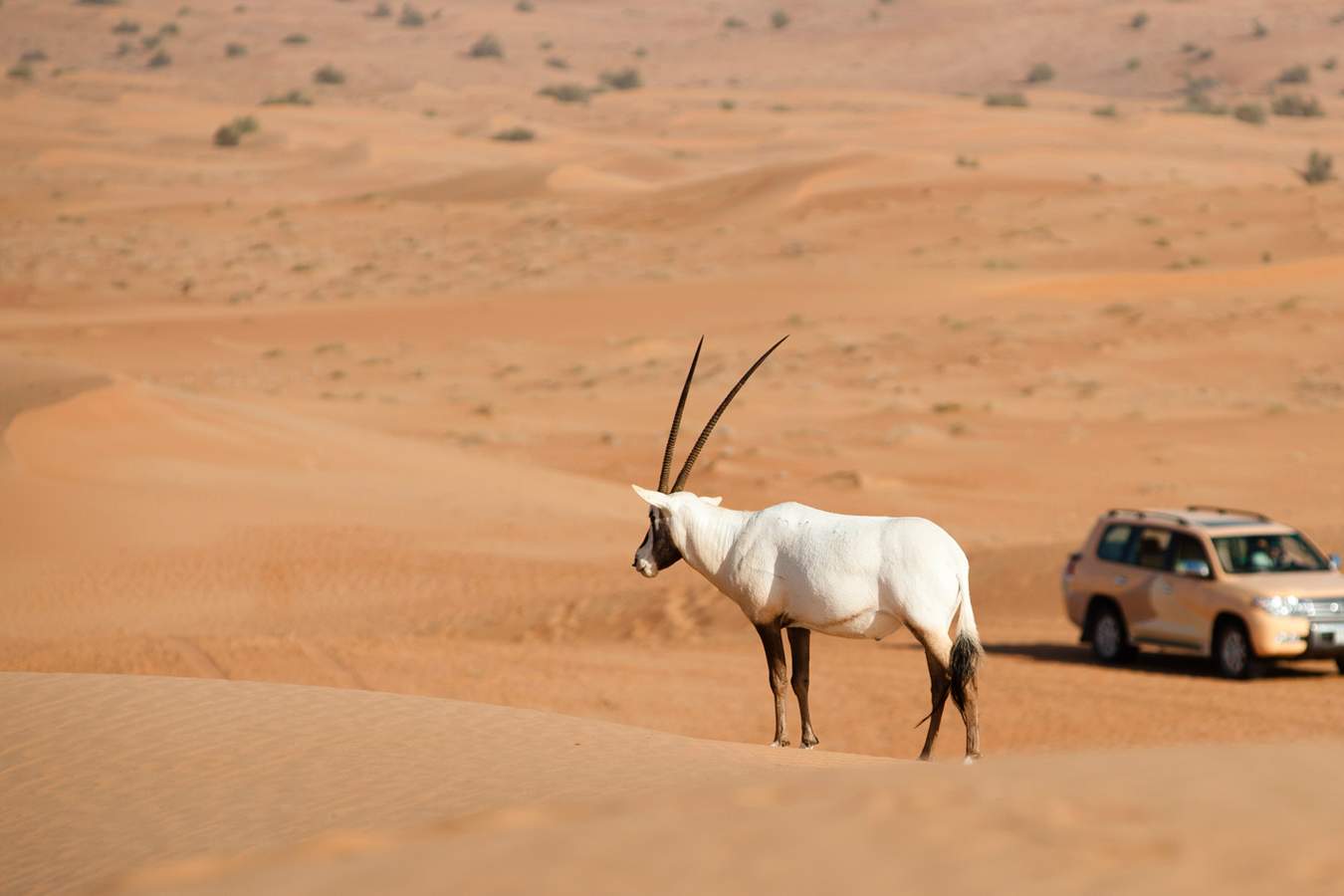 Dune Safari - Al Maha Desert Resort and Spa