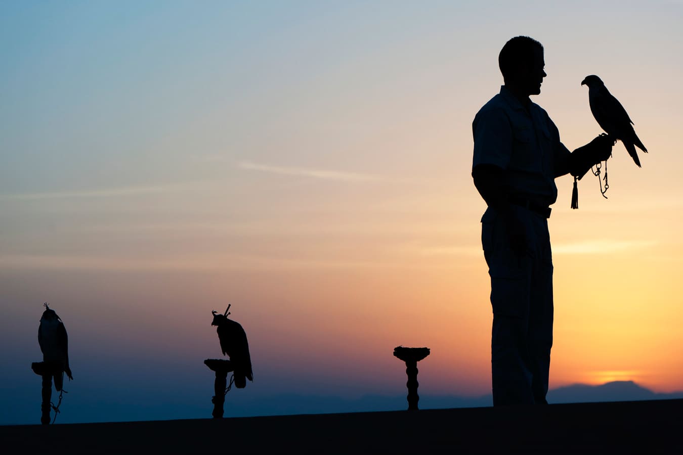 Falconry - Al Maha Desert Resort and Spa