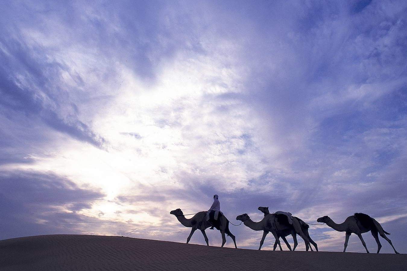 Camels - Al Maha Desert Resort and Spa