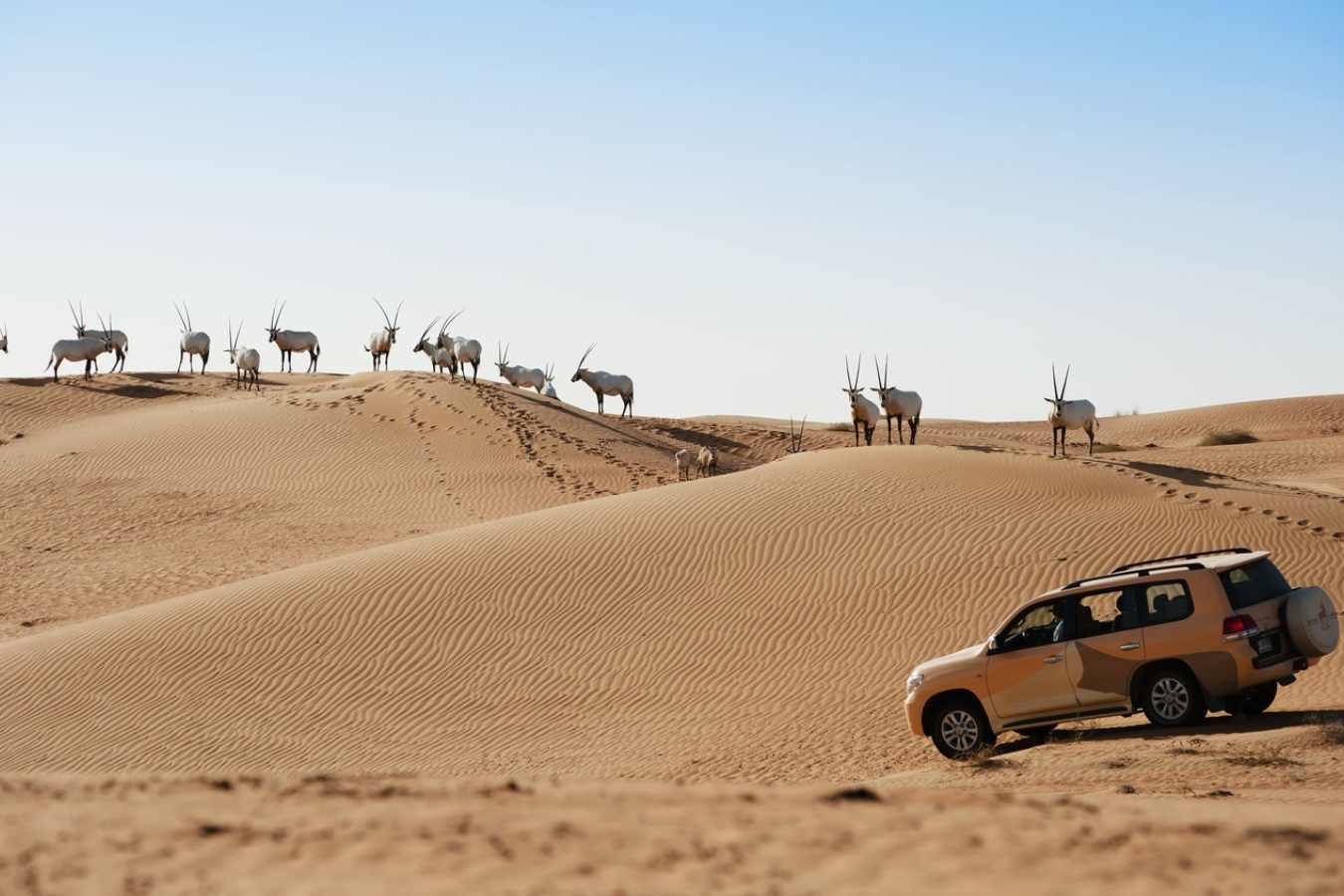 Wildlife Drive - Al Maha Desert Resort and Spa