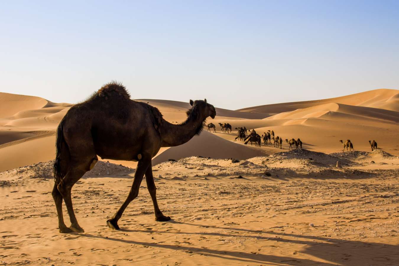 Dubai desert