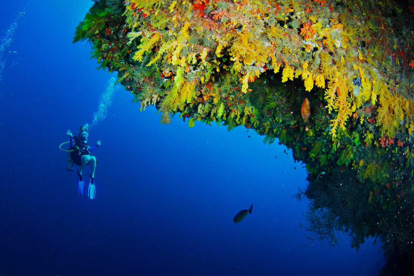 Diving - Golden Wall House Reef