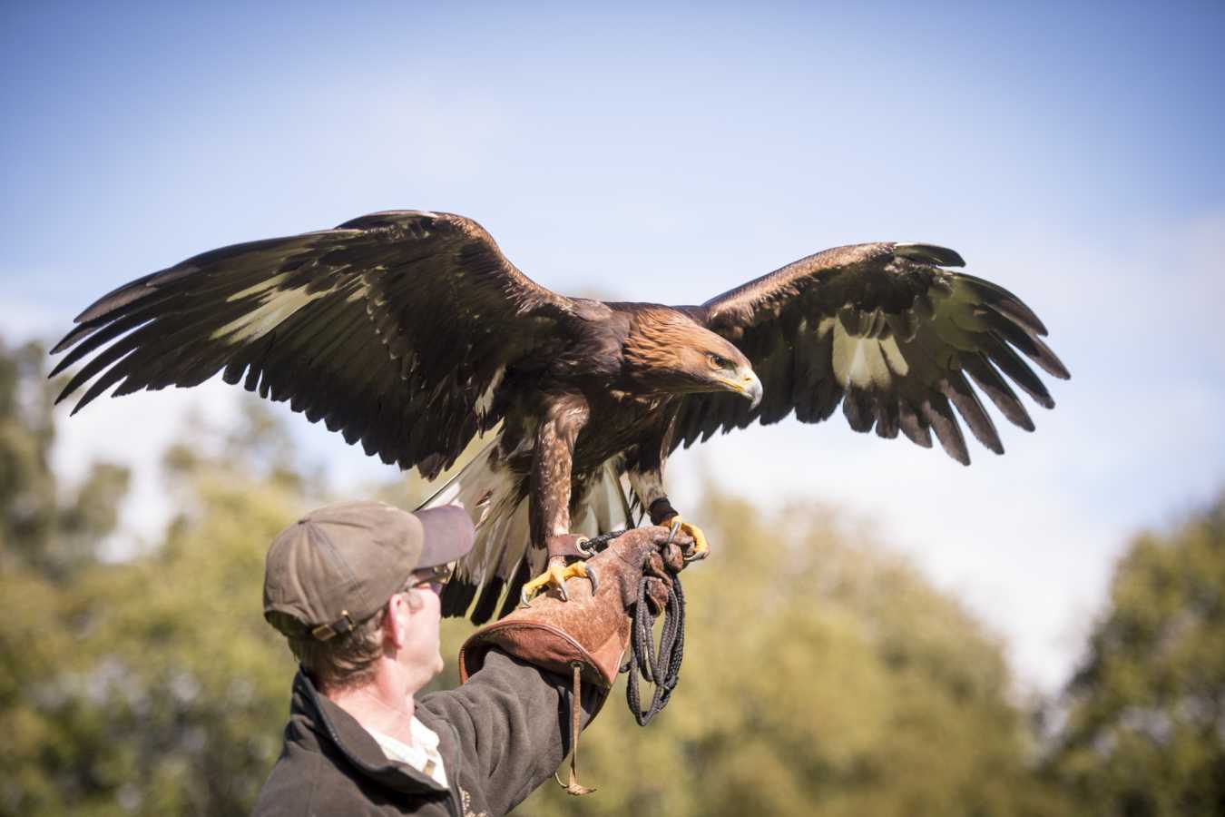 Falconry 