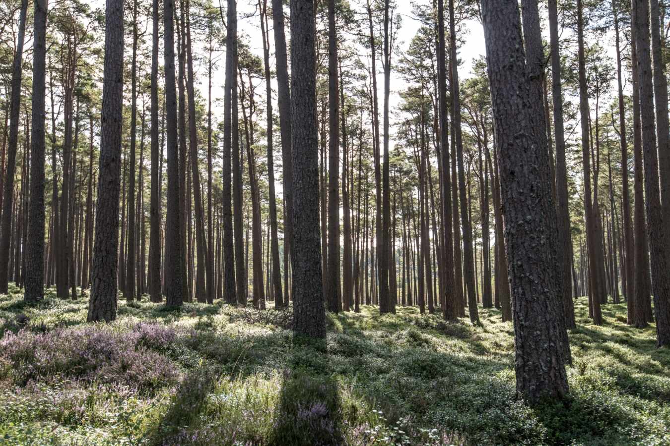 Forest - Killiehuntly