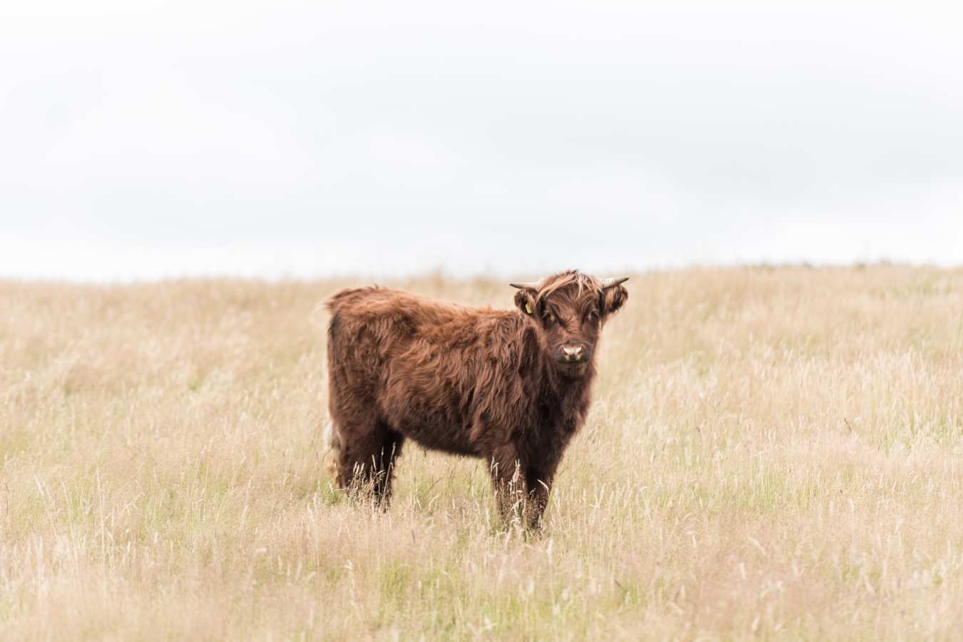Highland cow - Killiehuntly