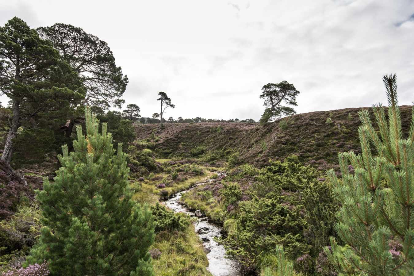 Landscape - Killiehuntly