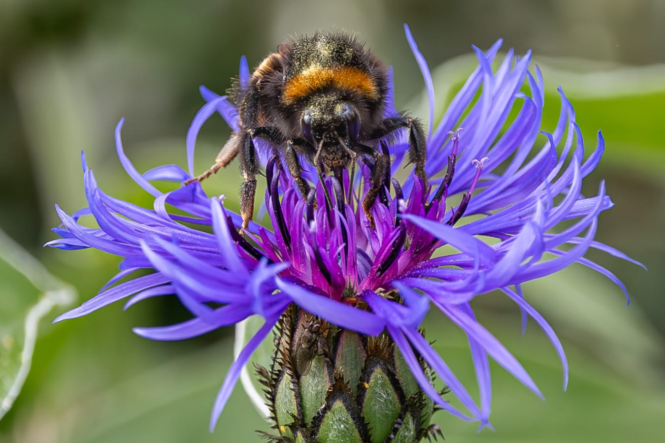 Bumble Bee