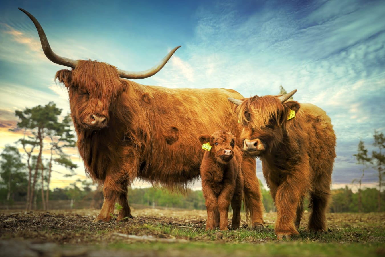 Family odyssey - Coos 