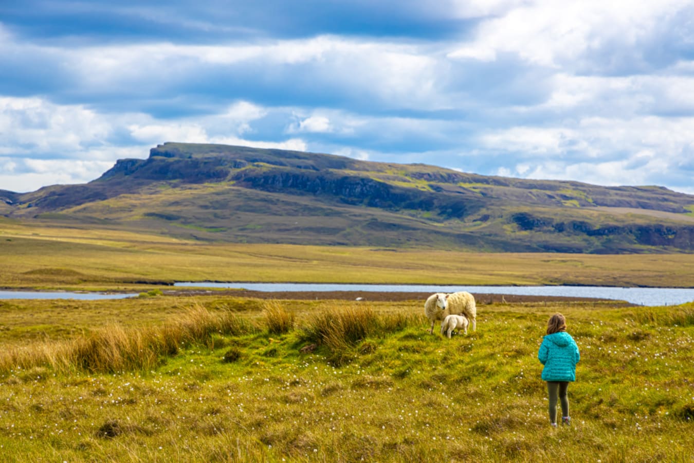 Family Odyssey - Sheeps 