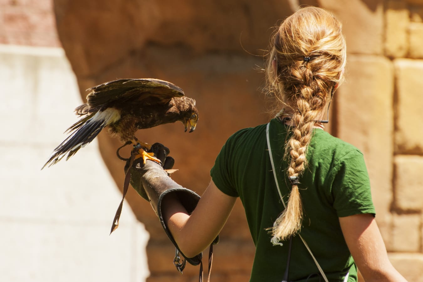 Family Odyssey - Falconery 