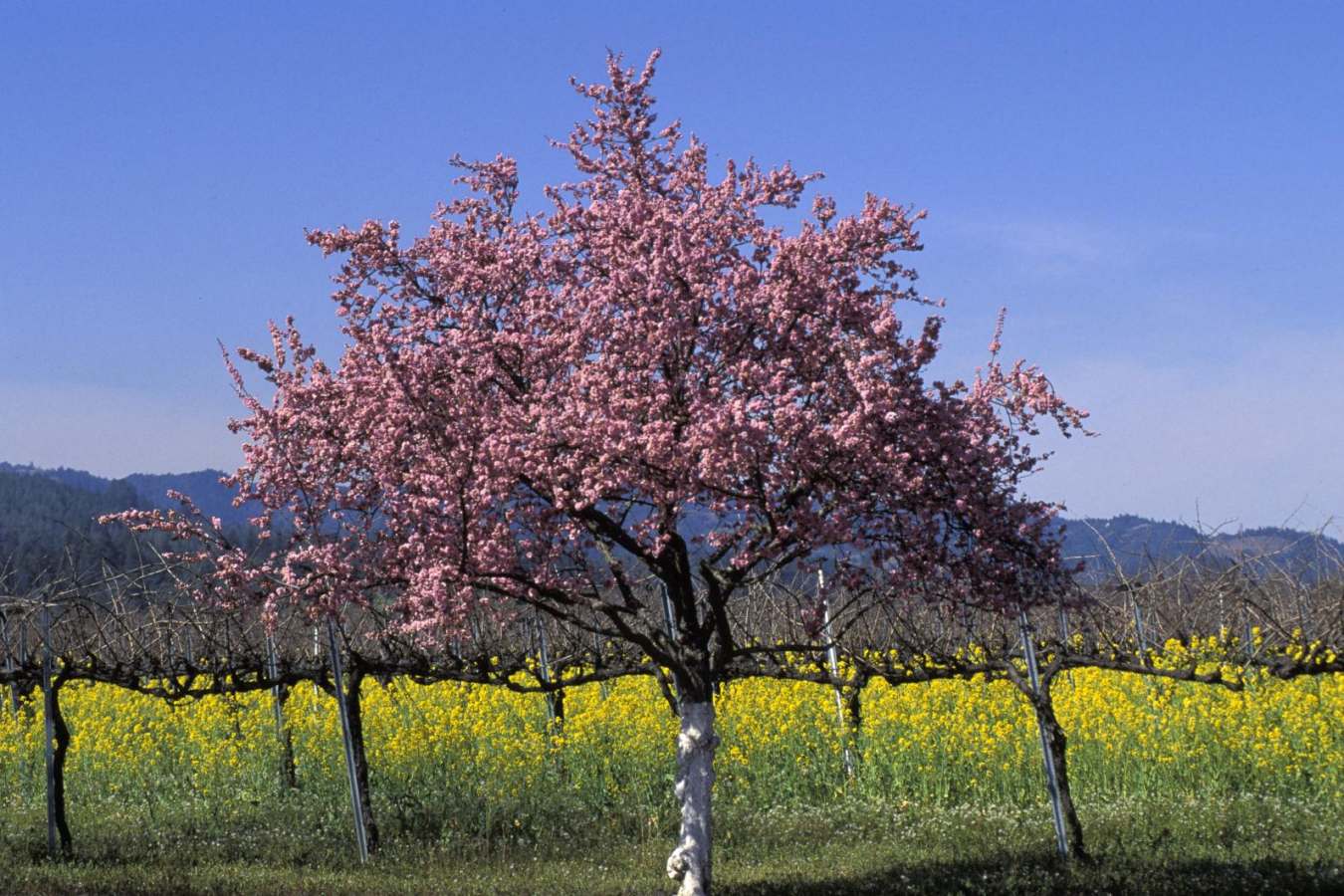 Santa Barbara vineyards - El Encanto