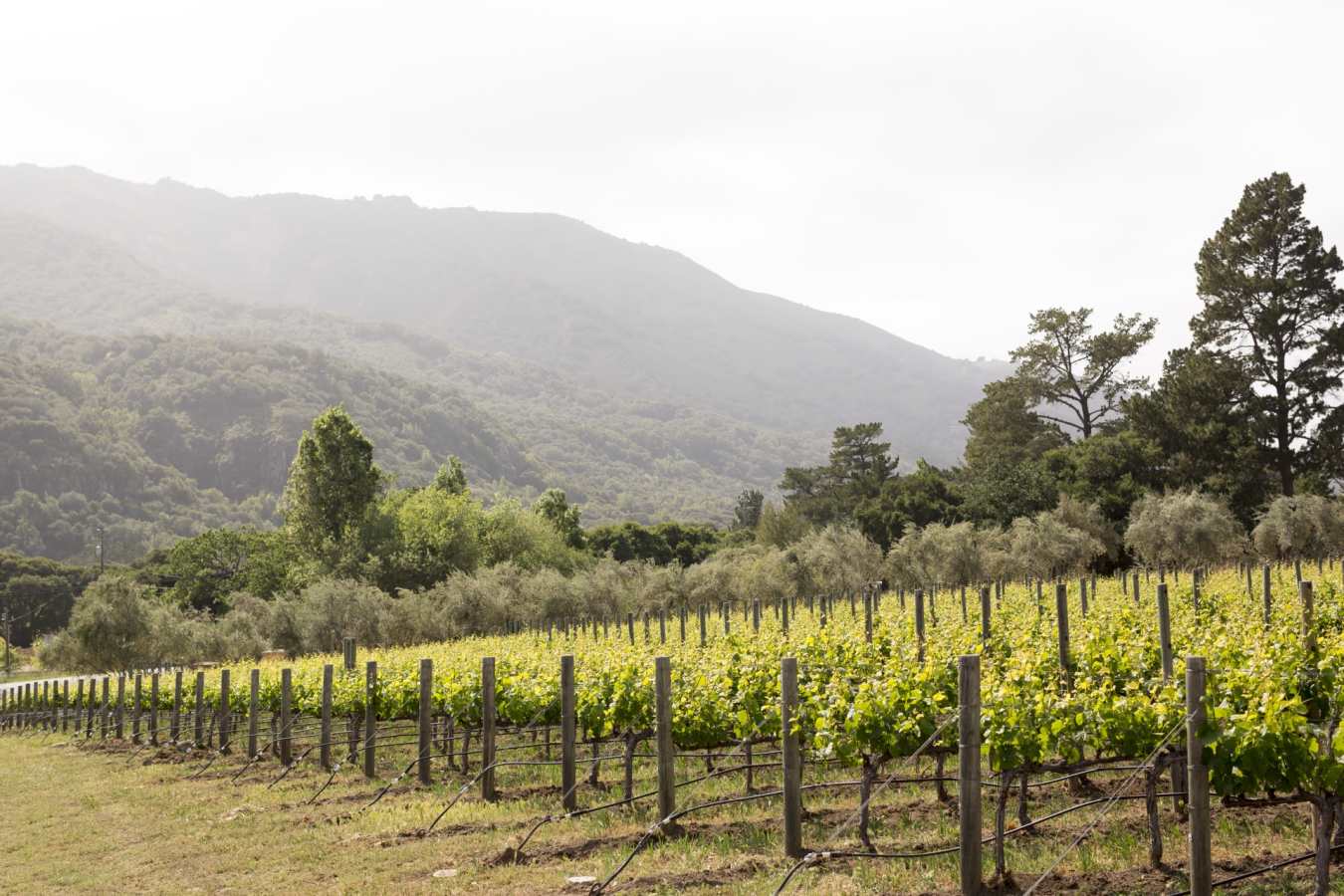 Vineyards - Bernardus Lodge & Spa