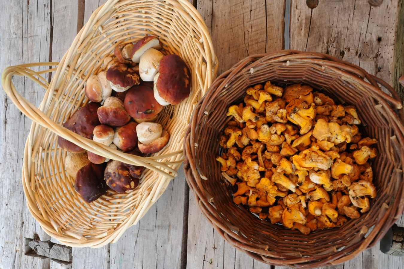 Mushroom foraging - Dunton Hot Springs