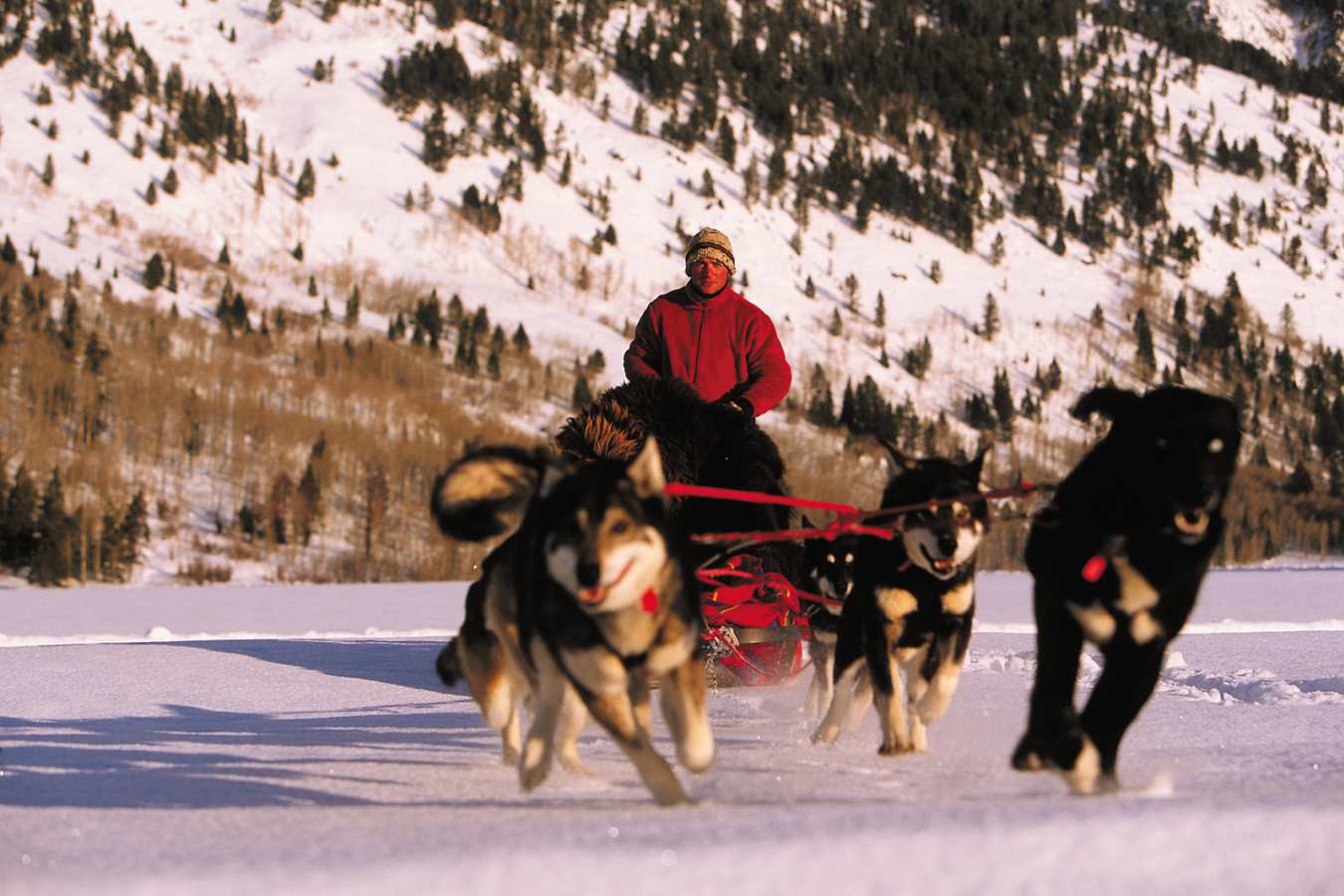 Four Seasons Jackson Hole - dog sledding