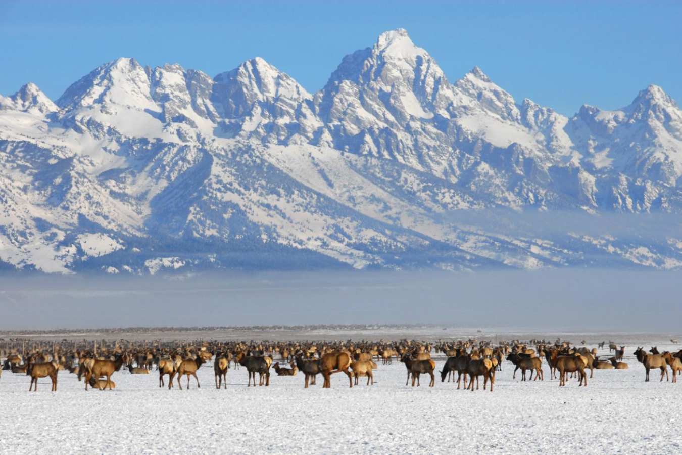 Four Seasons Jackson Hole - elk herd