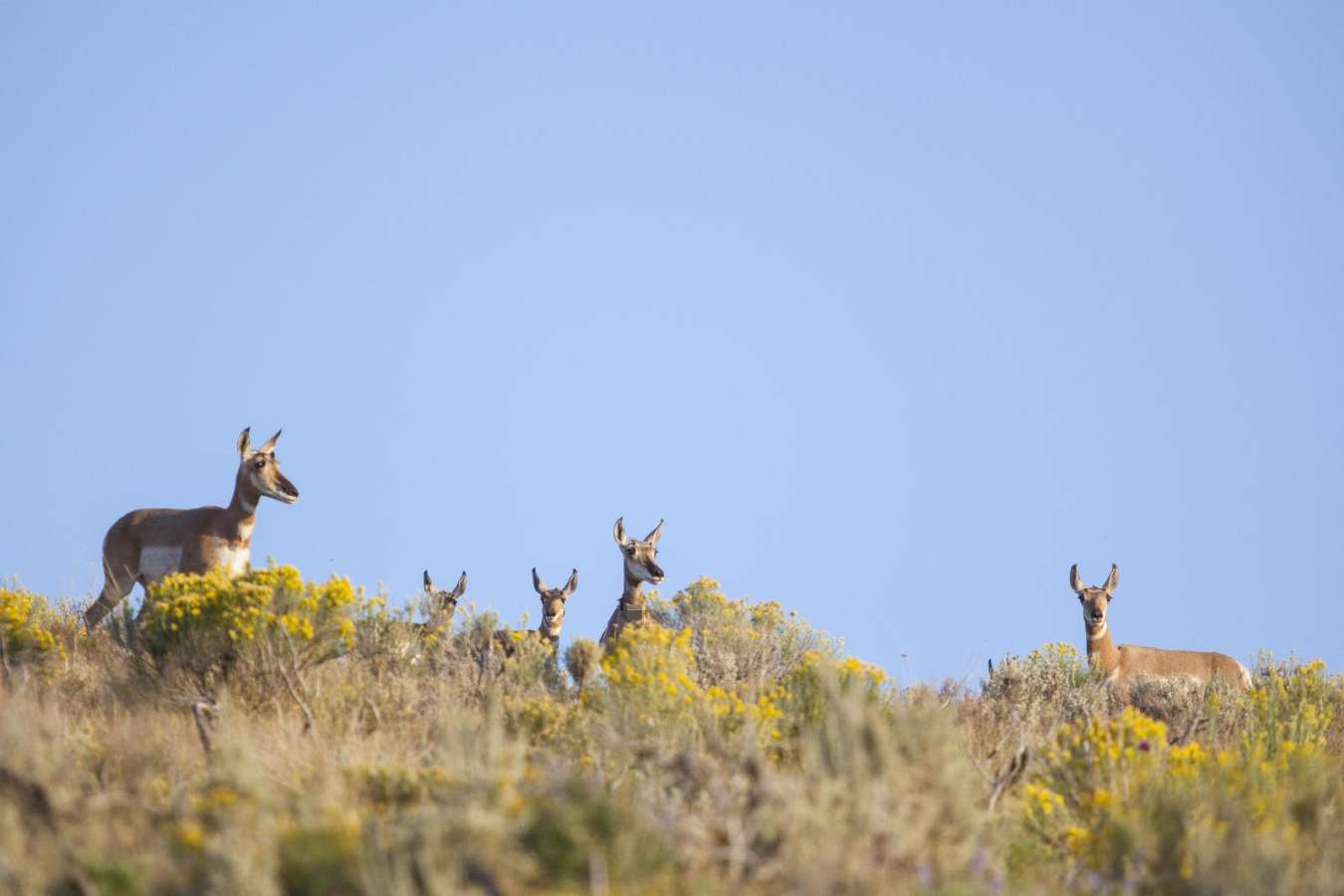 Antelope - Four Seasons Jackson Hole