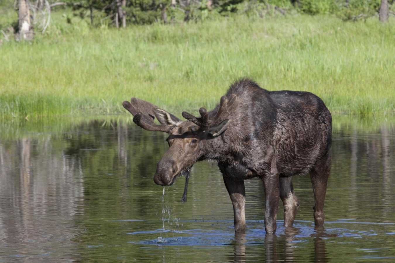 Moose - Four Seasons Jackson Hole