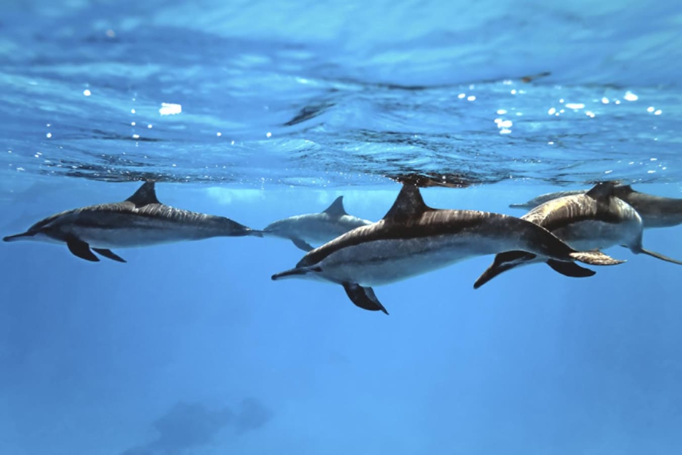 Spinner dolphins - Four Seasons Lana'i at Manele Bay