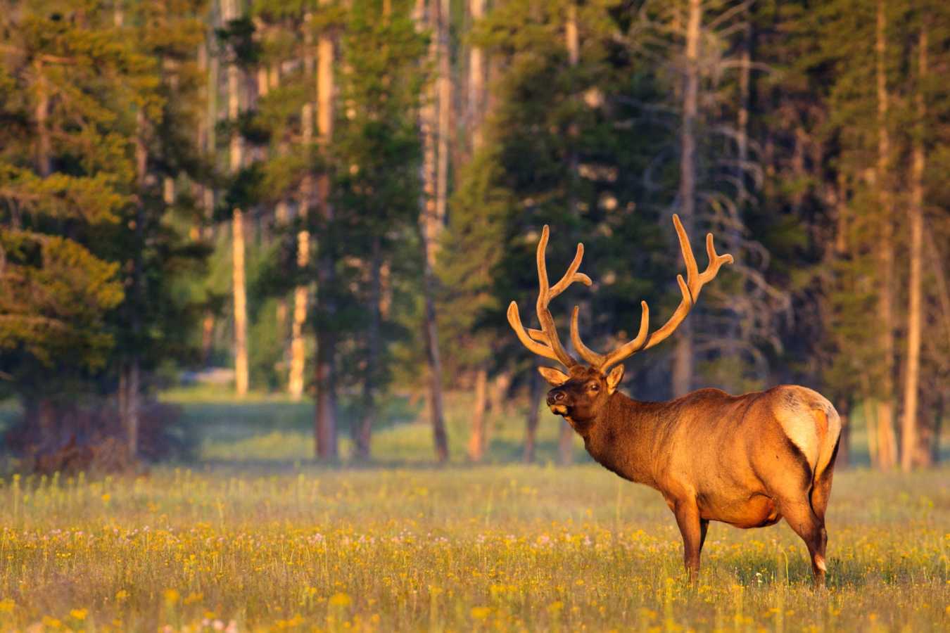 Wildlife Yellowstone