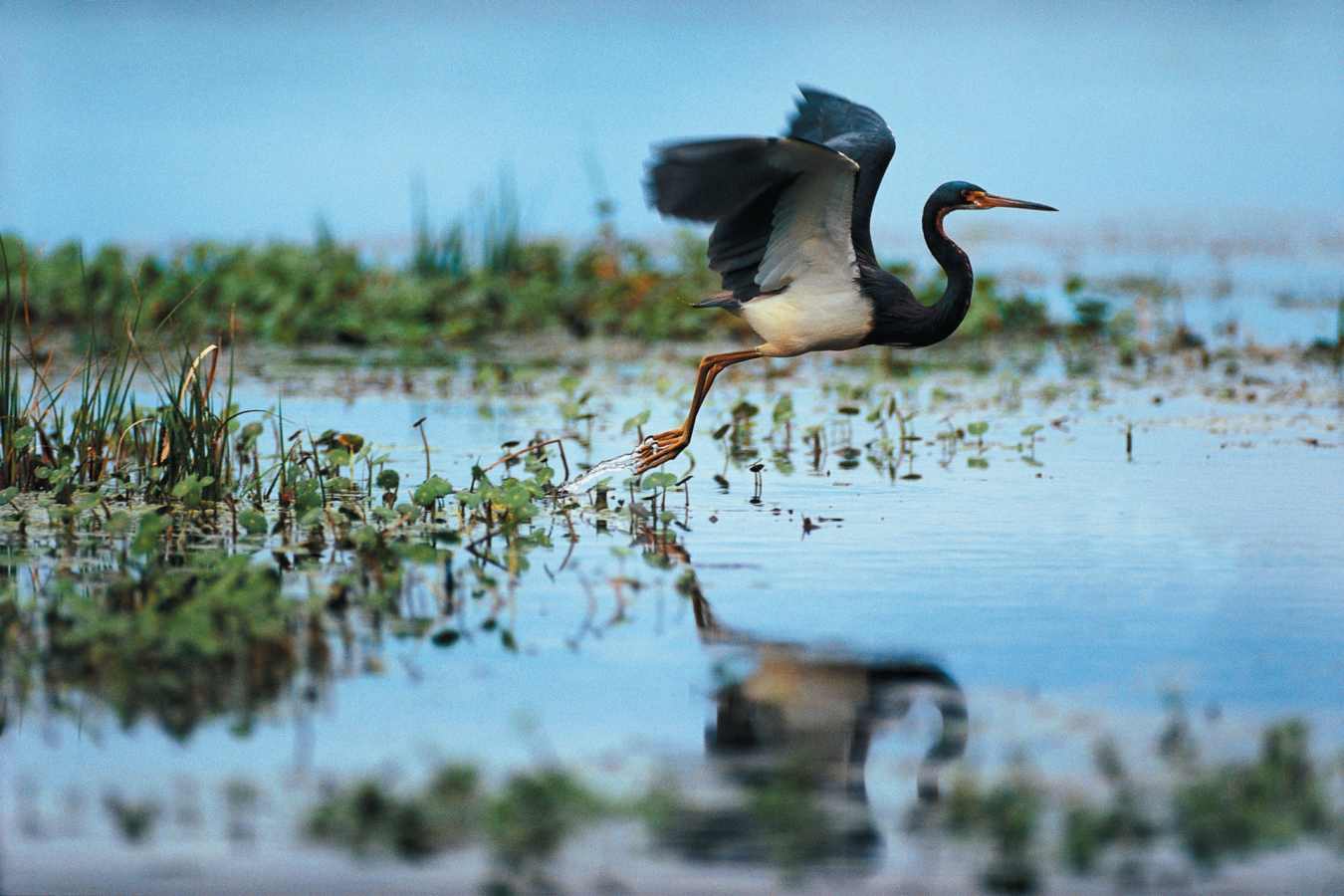 Flying Heron - Kiawah Island Golf Resort