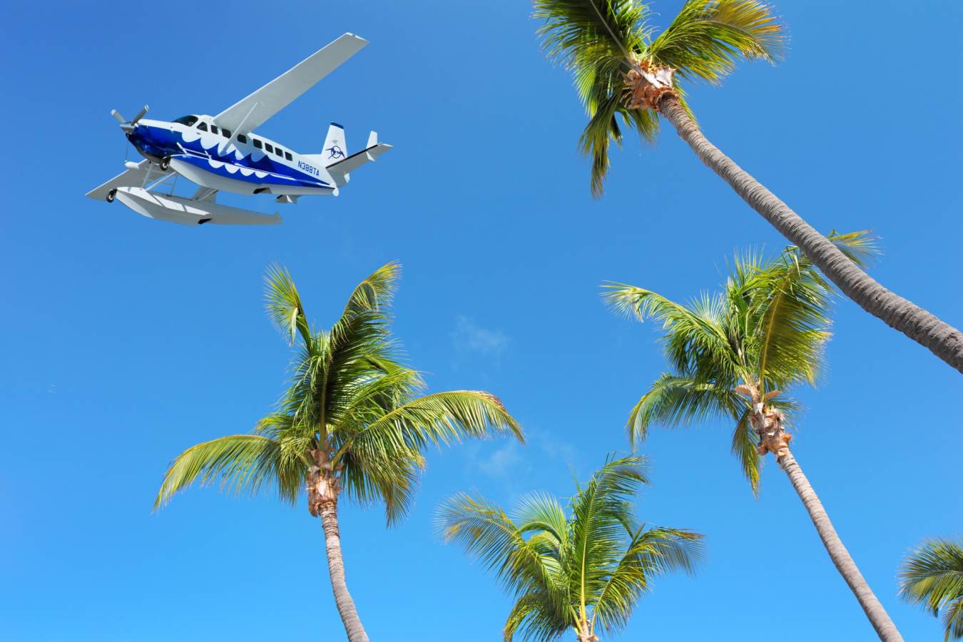 Plane and Palms 
