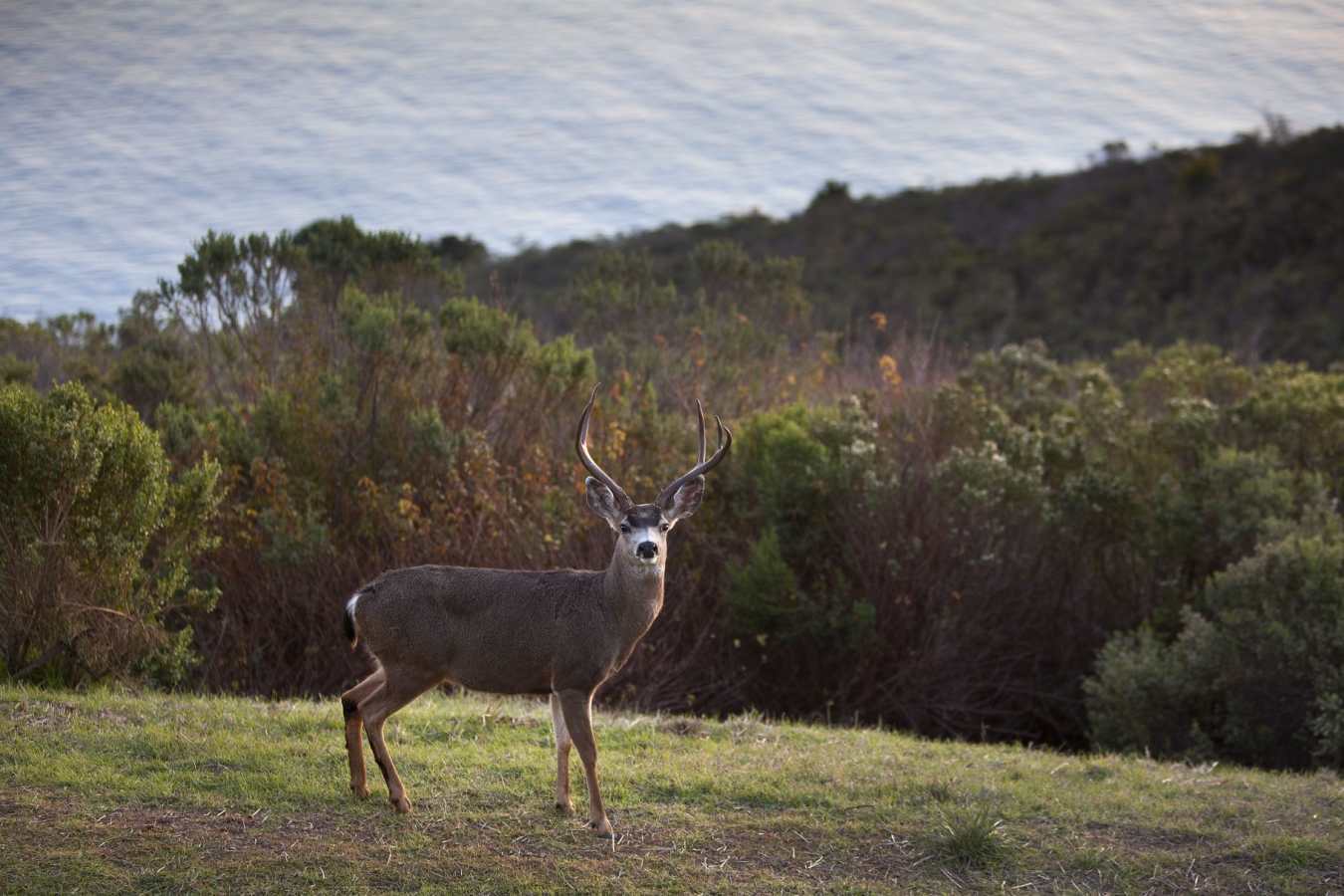 Deer - Post Ranch Inn