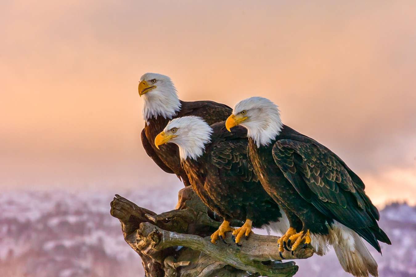 Bald Eagles in Redoubt Bay - Redoubt Bay Lodge