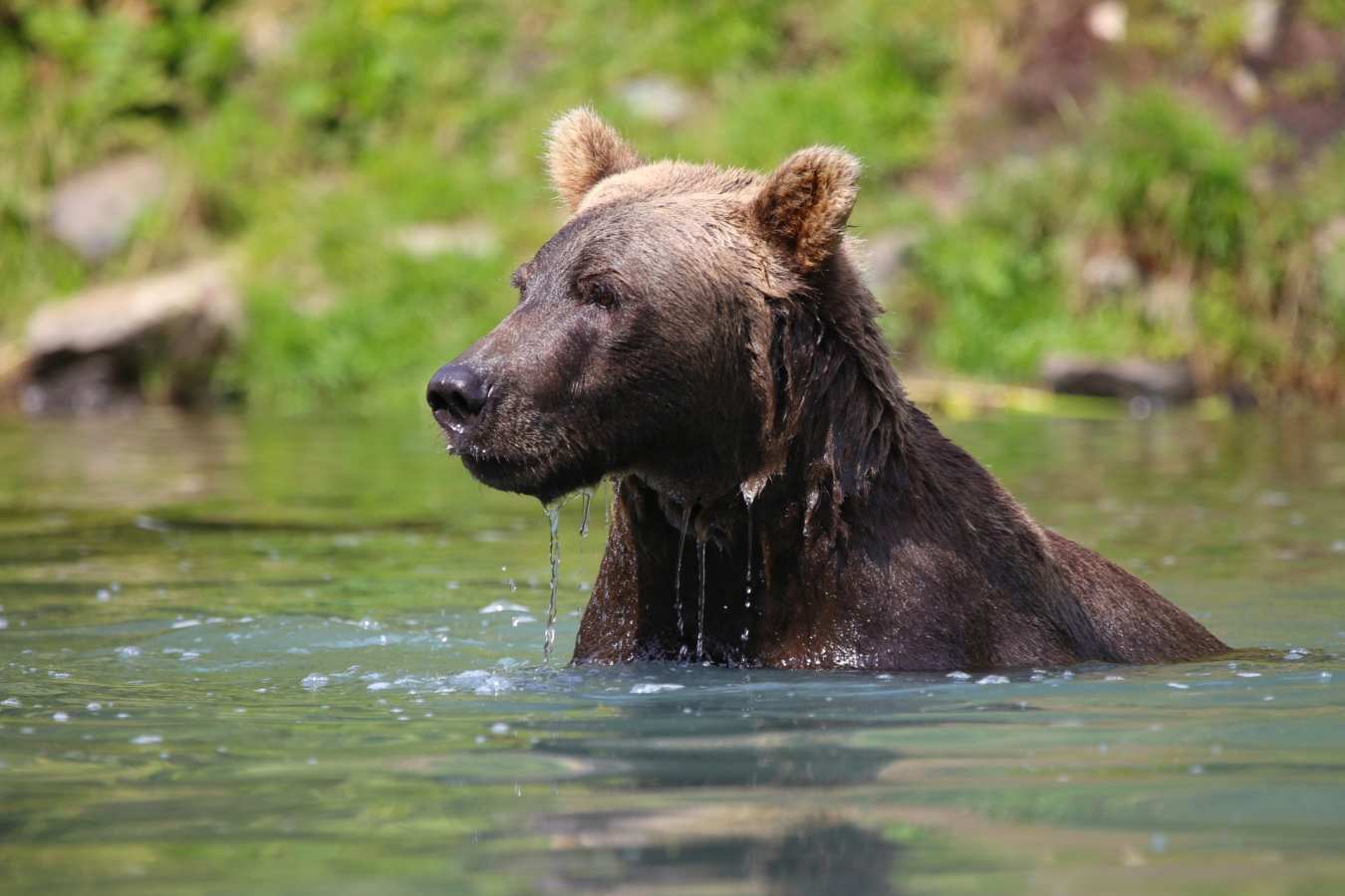 Bear viewing - Redoubt Bay Lodge