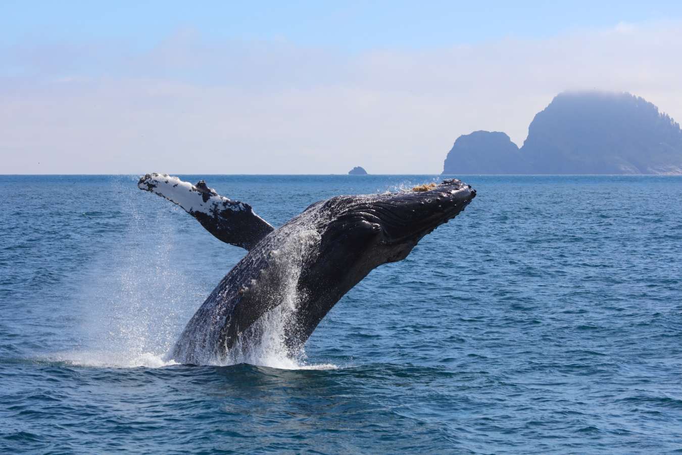 Humpback whale