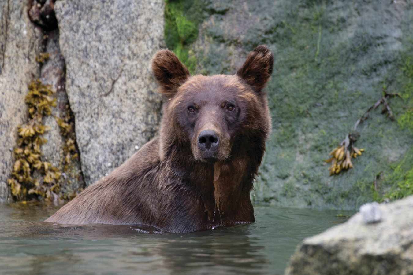 Alaskan Bear