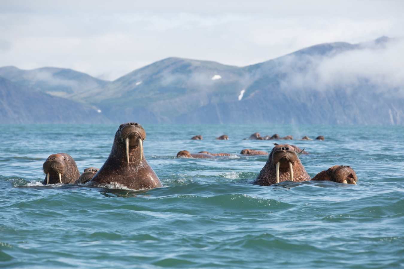 Alaskan Walrus