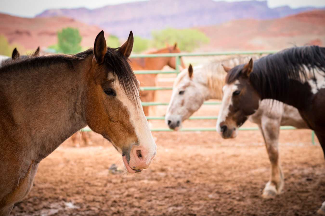 Horses - Sorrel River Ranch