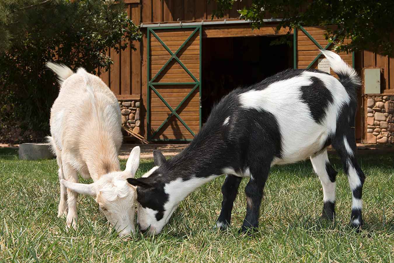Goats at Sorrel - Sorrel River Ranch