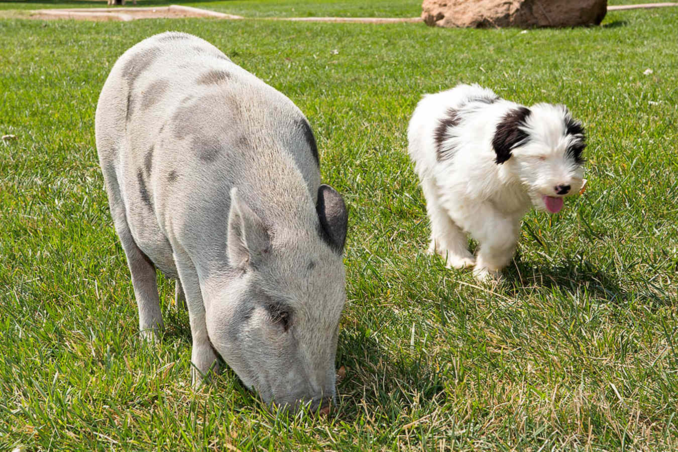 Pig at the Petting Zoo - Sorrel River Ranch