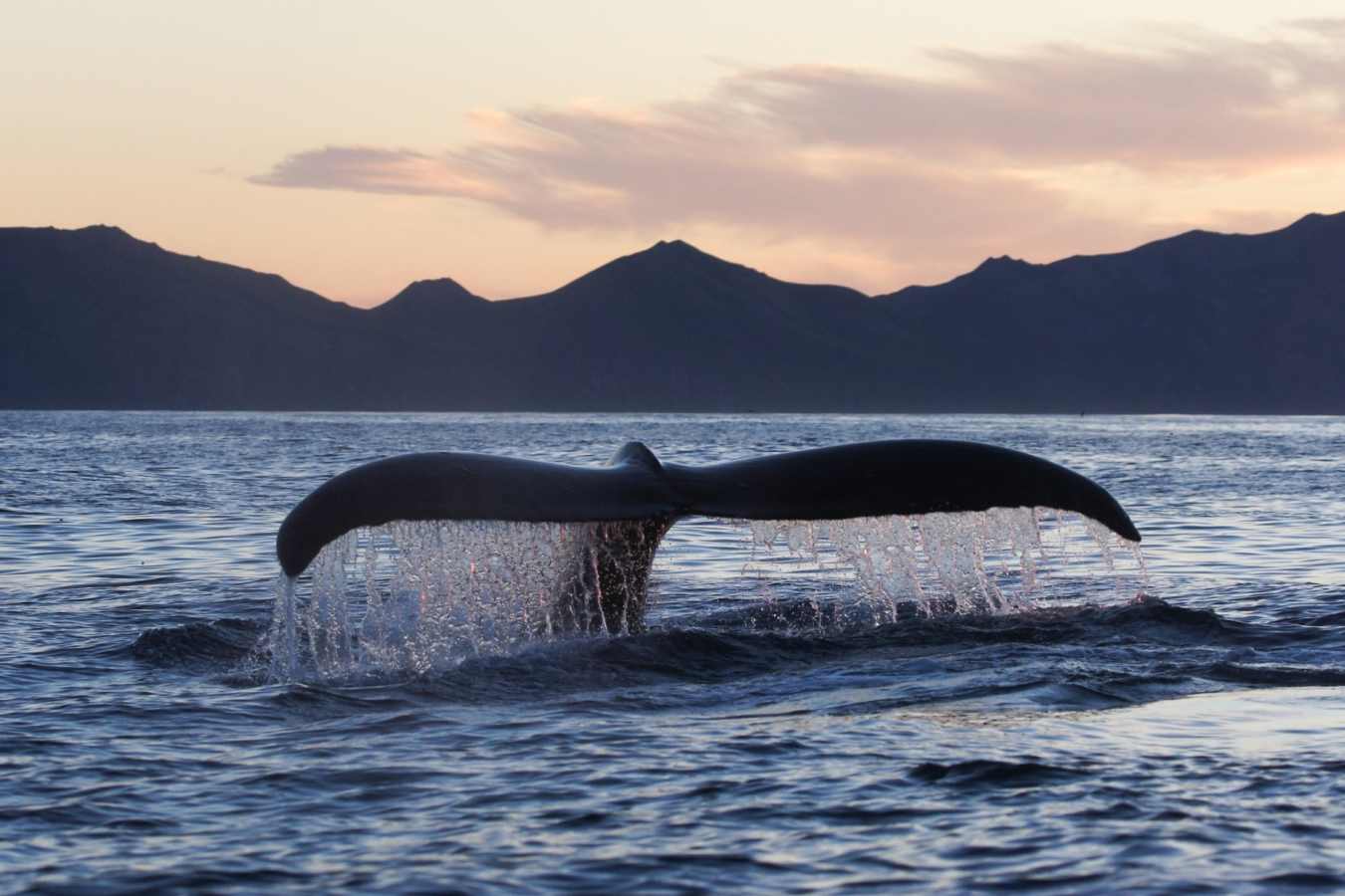 Stillpoint Lodge Whale Tail