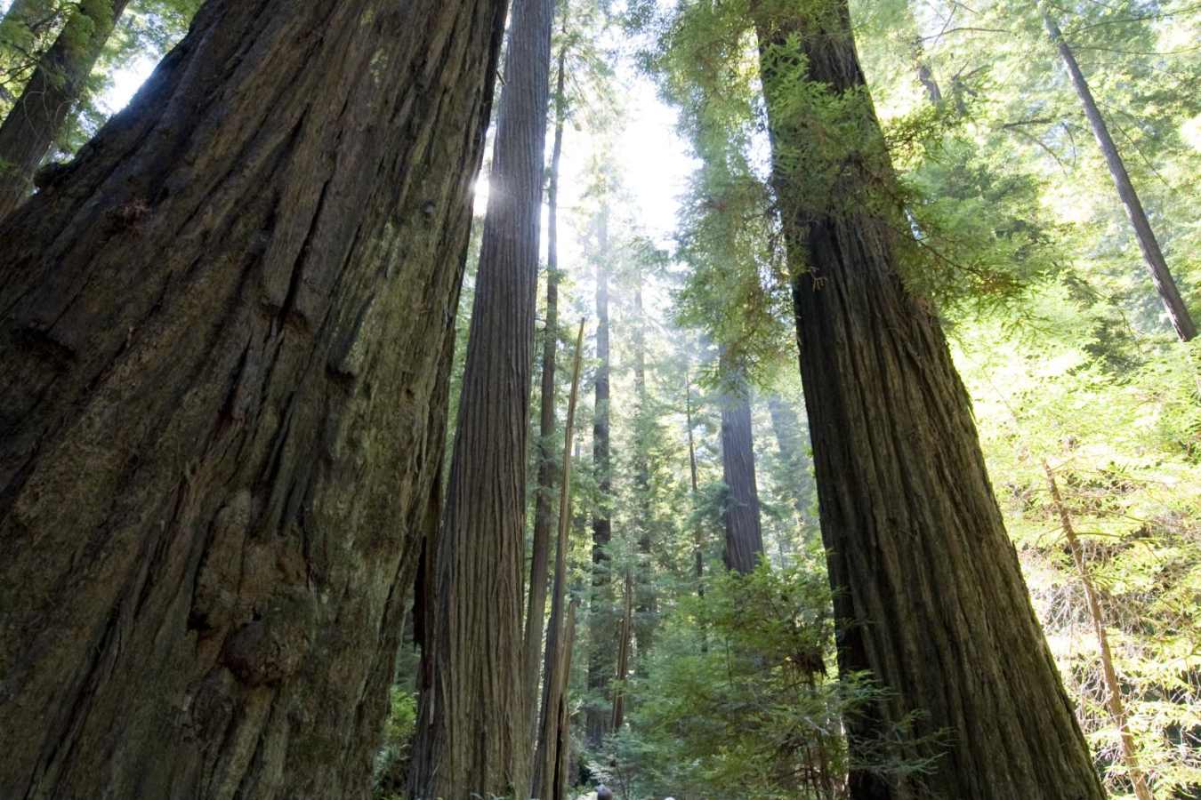 Mariposa Grove - Yosemite