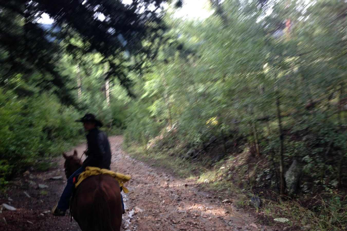 Horse riding on the trails - Yosemite