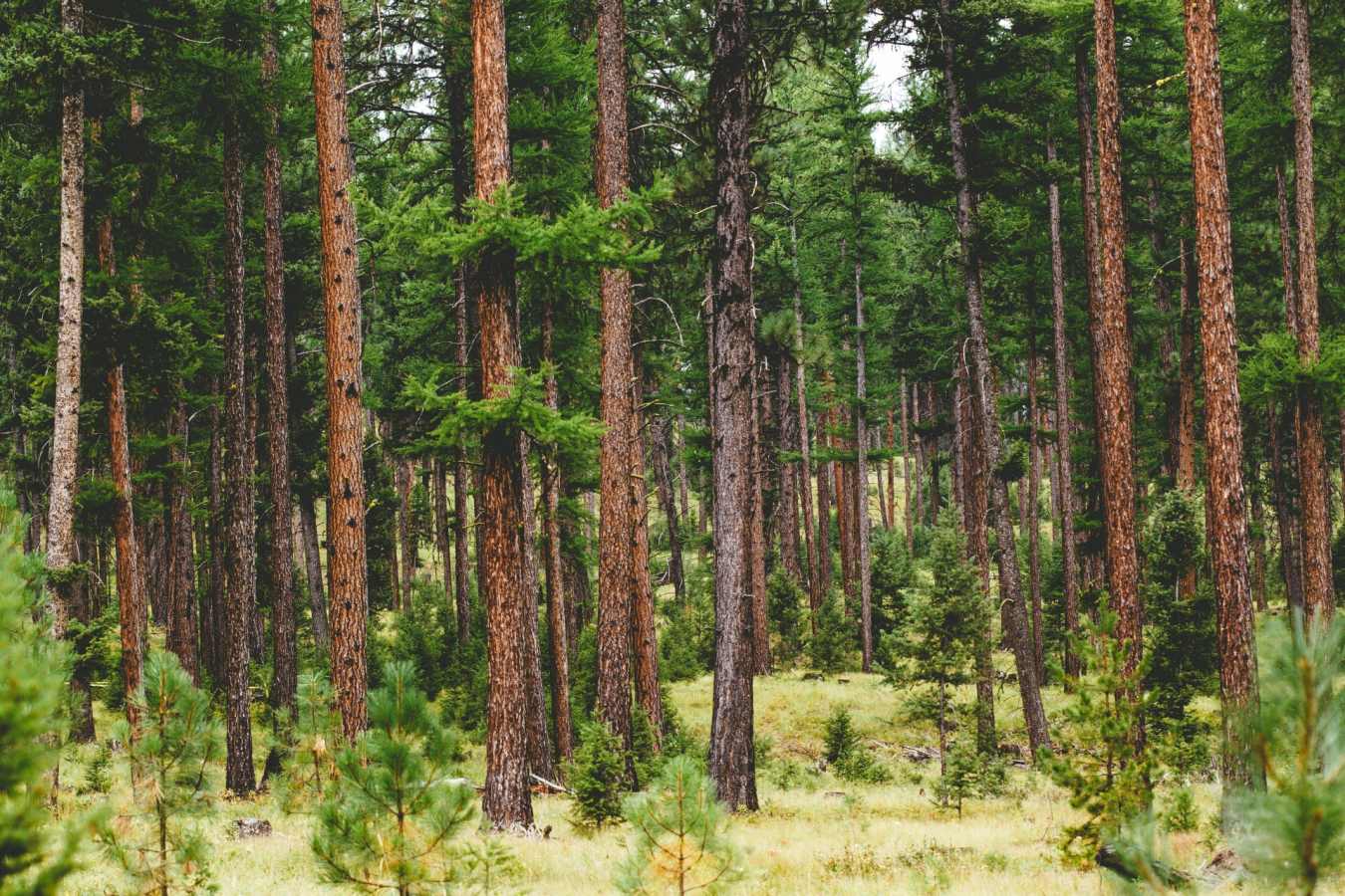 Surrounding Landscape - The Green O