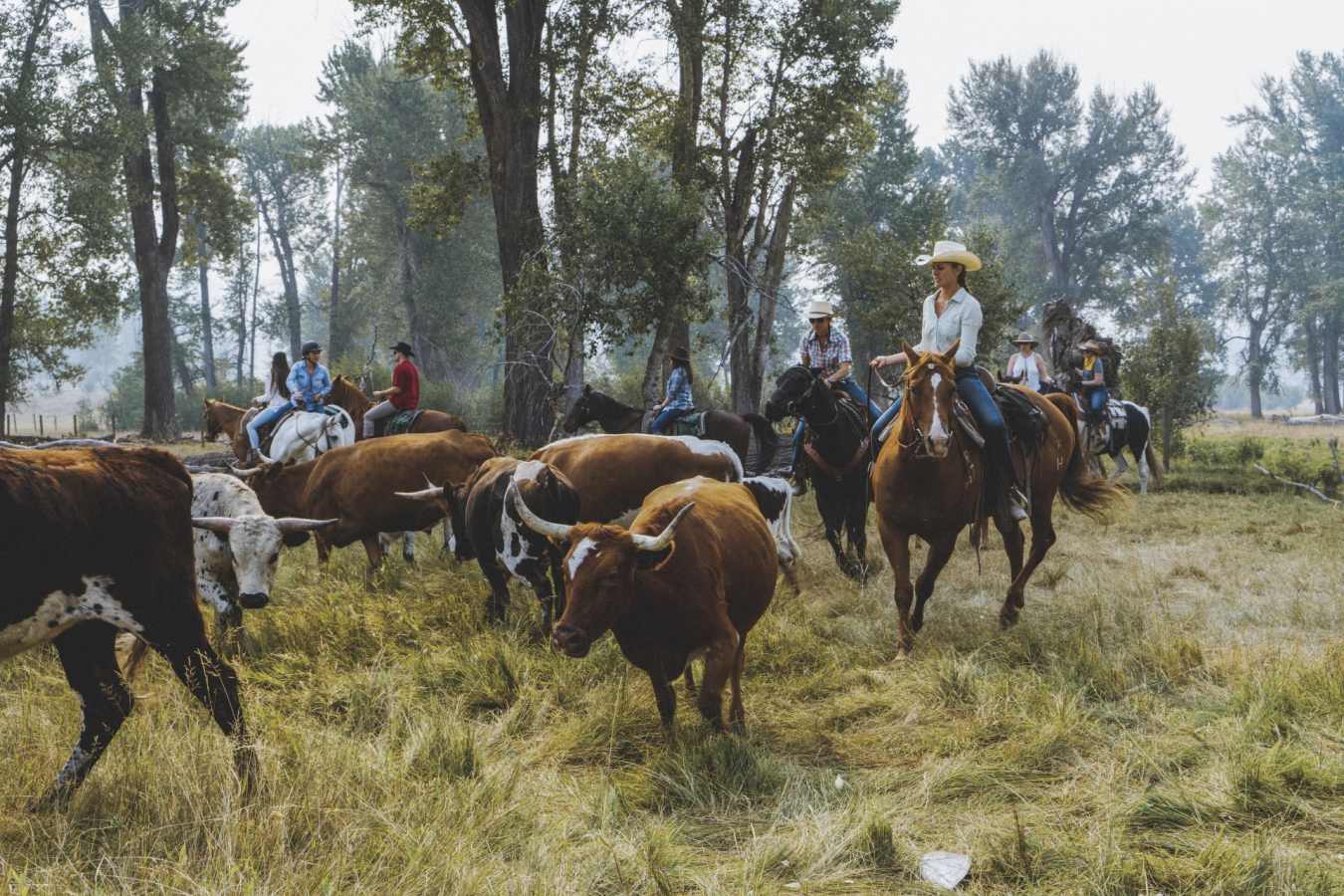 Cattle Mustering - The Green O