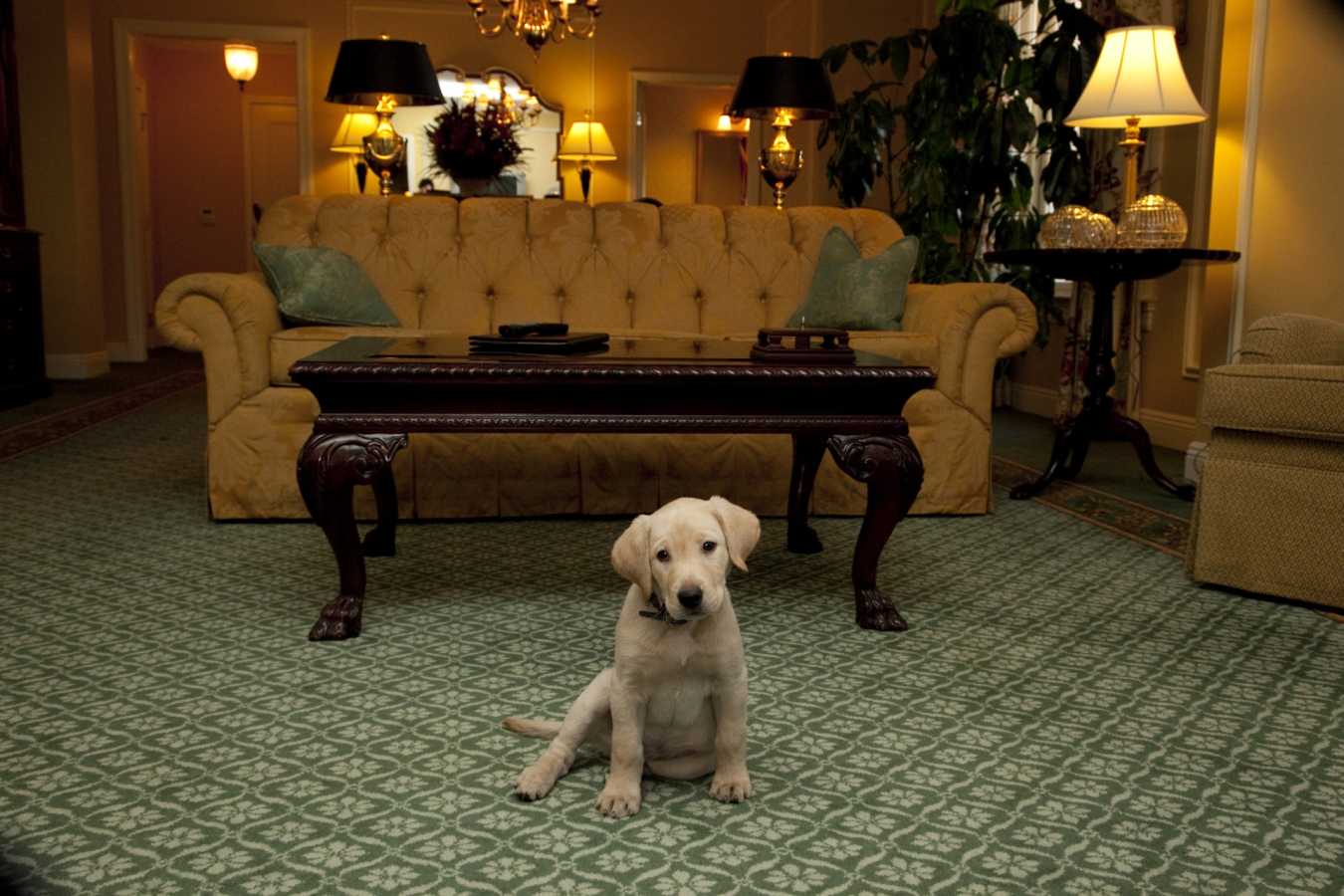 Pet Friendly - The Hermitage Hotel