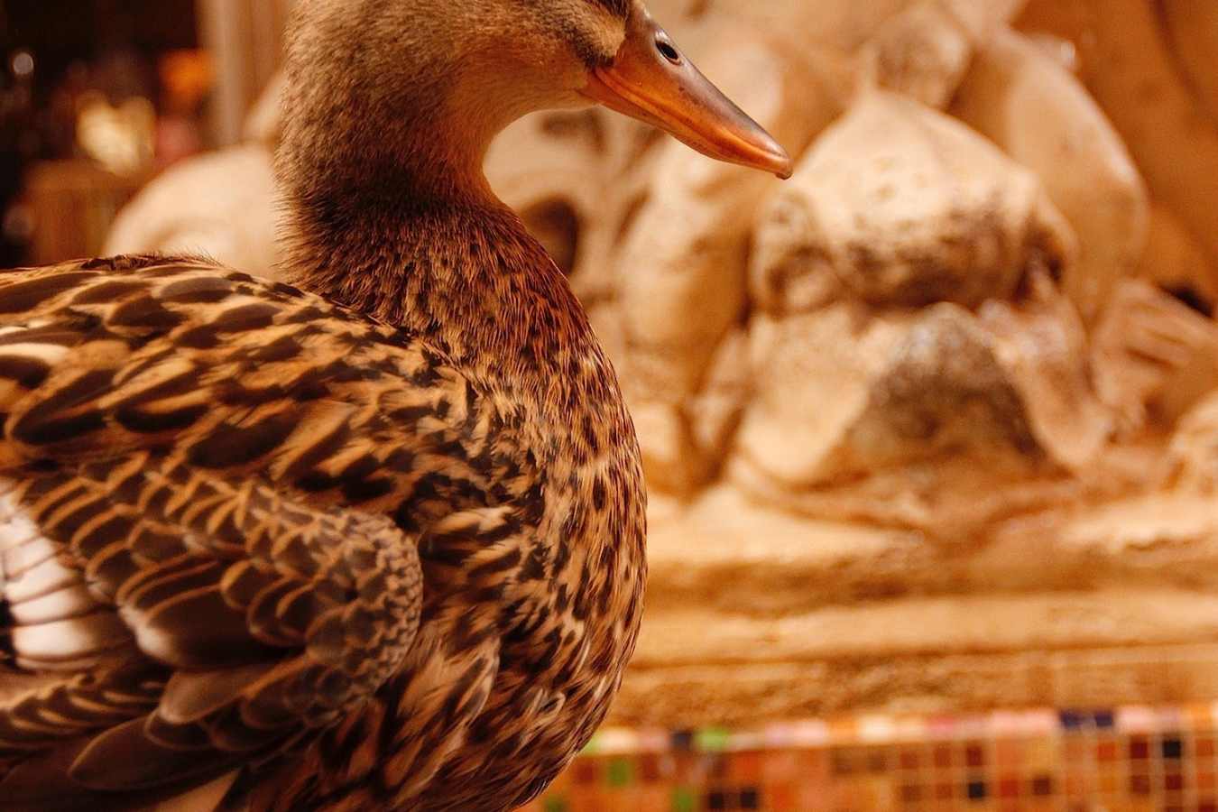 Peabody Duck - The Peabody Memphis